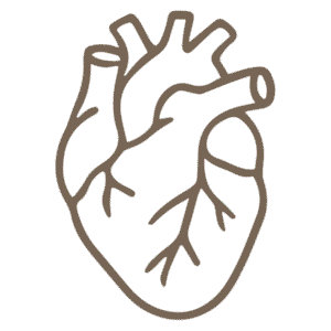 Icono Corazon Biologico El Núcleo de las Alianzas de Corazón Raíz