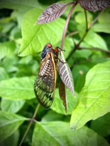 Nada es Fortuito Nada es Fortuito